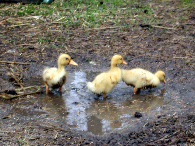 ducklings