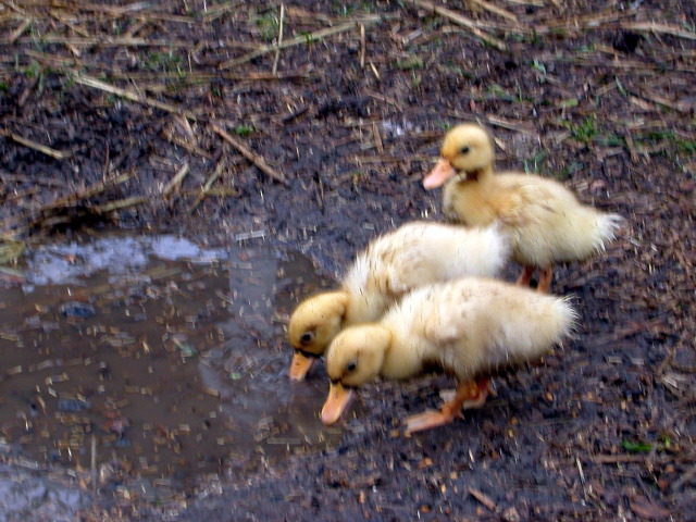 ducklings